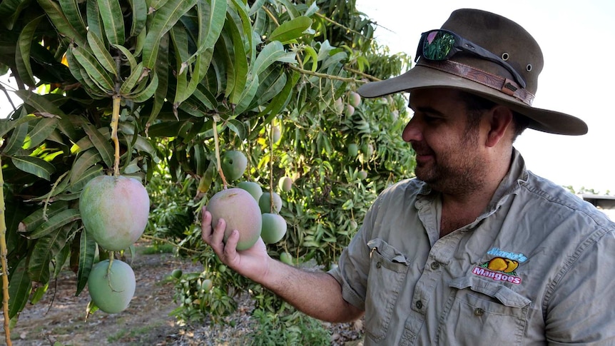 A mango farmer holds a piece of fruit on the tree