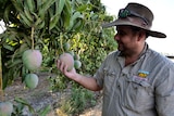 A mango farmer holds a piece of fruit on the tree