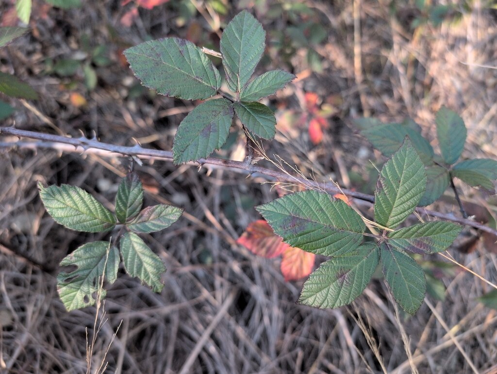 Dark green leaves growing out of a thorny branch.