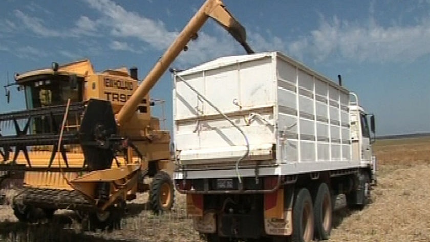 Genetically modified Canola being harvested in the Mid West.