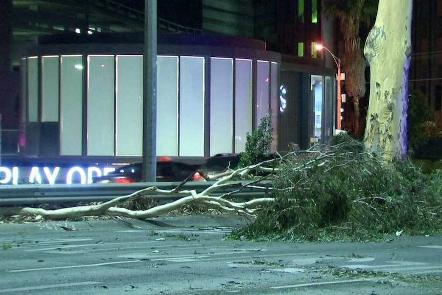 A gumtree branch lies across the multi-lane Kings Way, on a road closed to traffic.