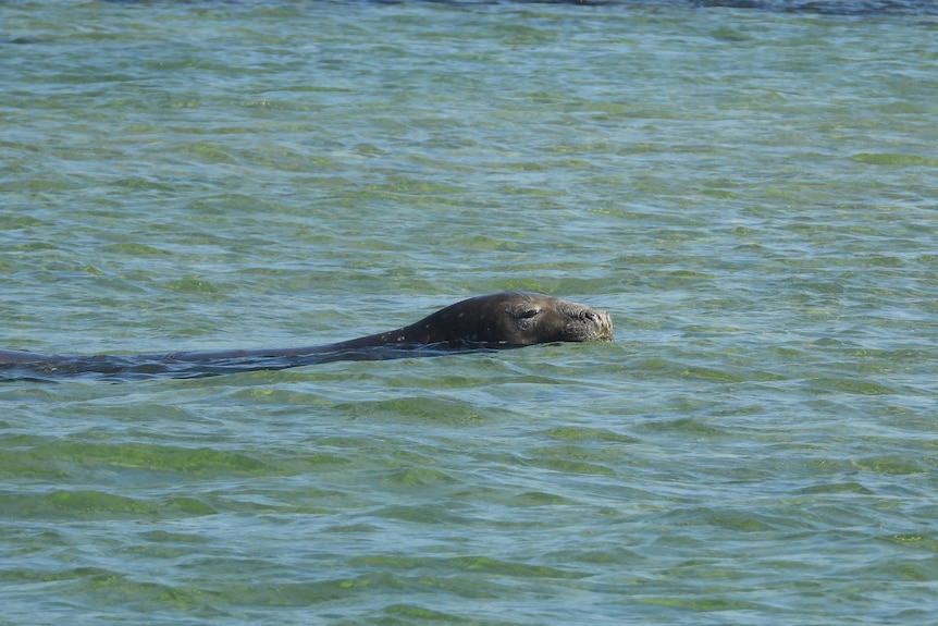 A seal pops its head out of the water.