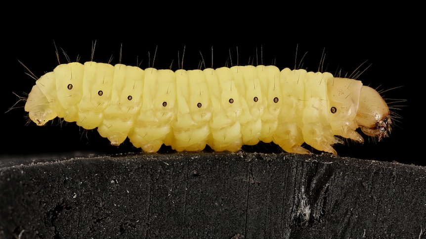 Generic close up of a wax worm.