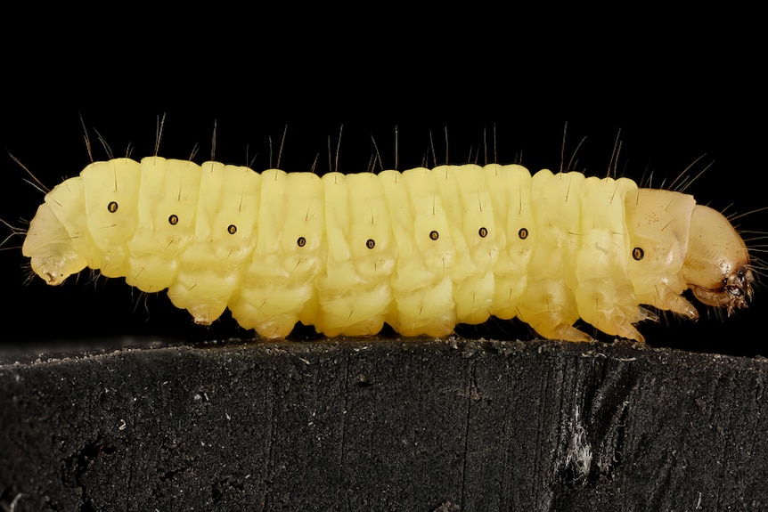 Generic close up of a wax worm.