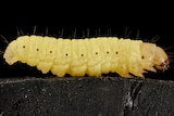 Generic close up of a wax worm.