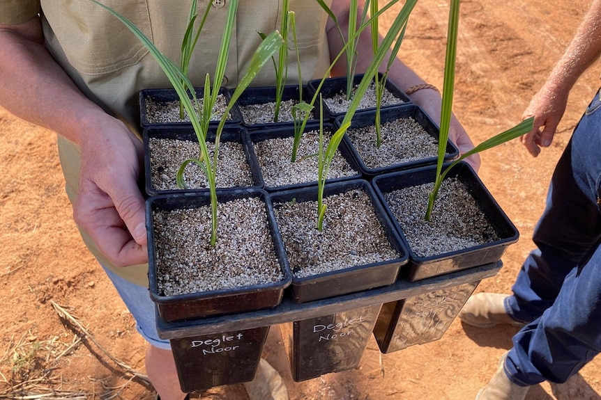 A close up of hands holding a black box of nine plants with green shoots.