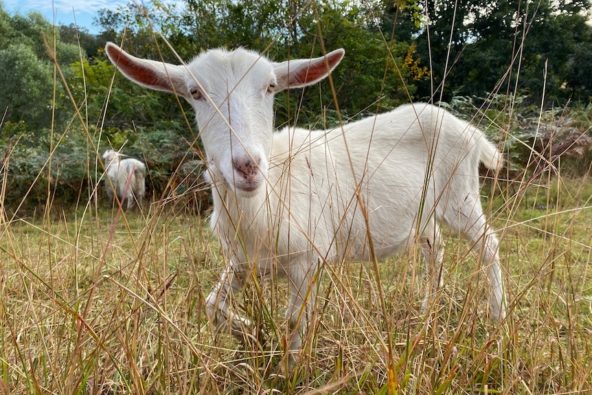 White goat standing in a paddock of long grass.