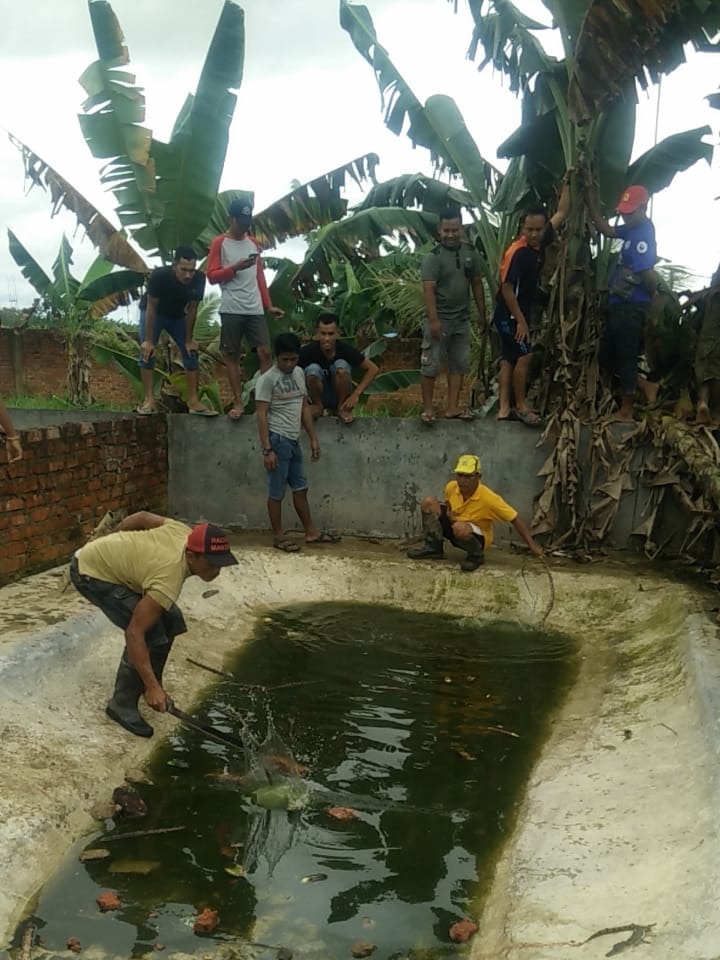 Crocodiles are taken out of dams by local villagers.