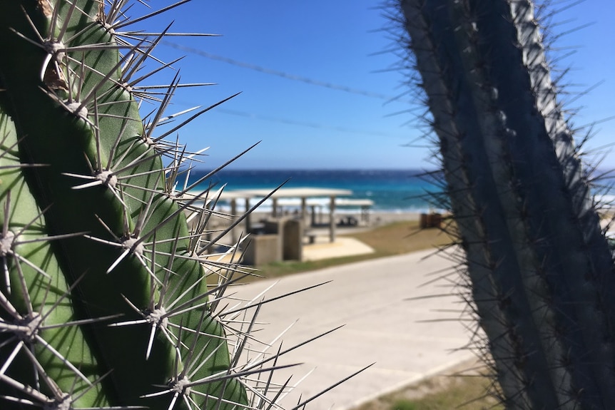 Glimpses of a beautiful blue ocean and a small building on a sunny day, obscured by a spiky cactus