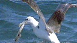 Fishing crews must have plans to manage risks to seabirds