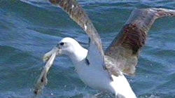 The birds were being monitored with radio transmitters across their natural migratory path [file photo]