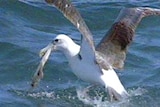 Fishing crews must have plans to manage risks to seabirds
