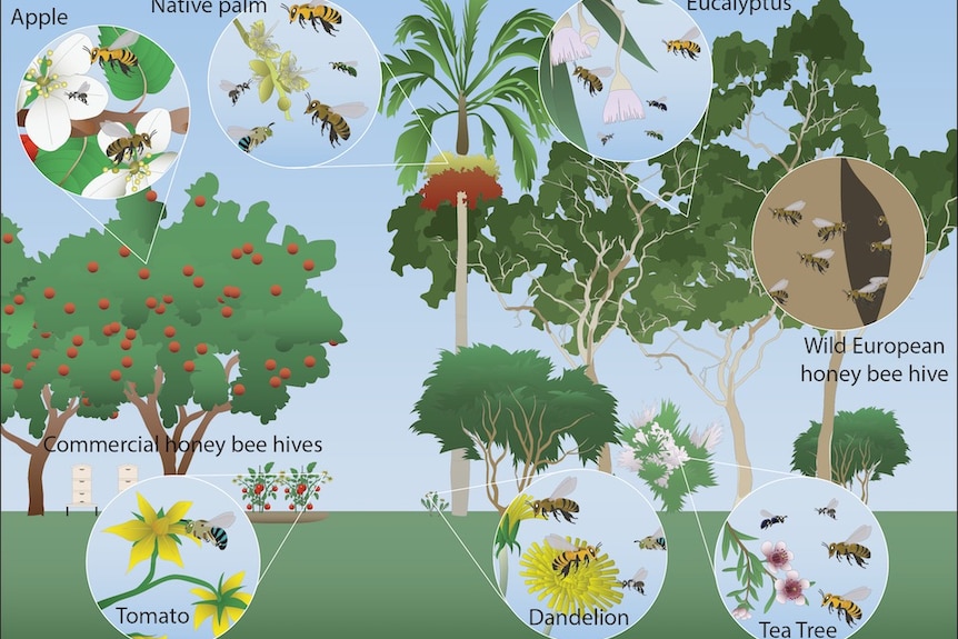 an illustration showing plants and trees and flowers with close up circles of bees on the flowers 