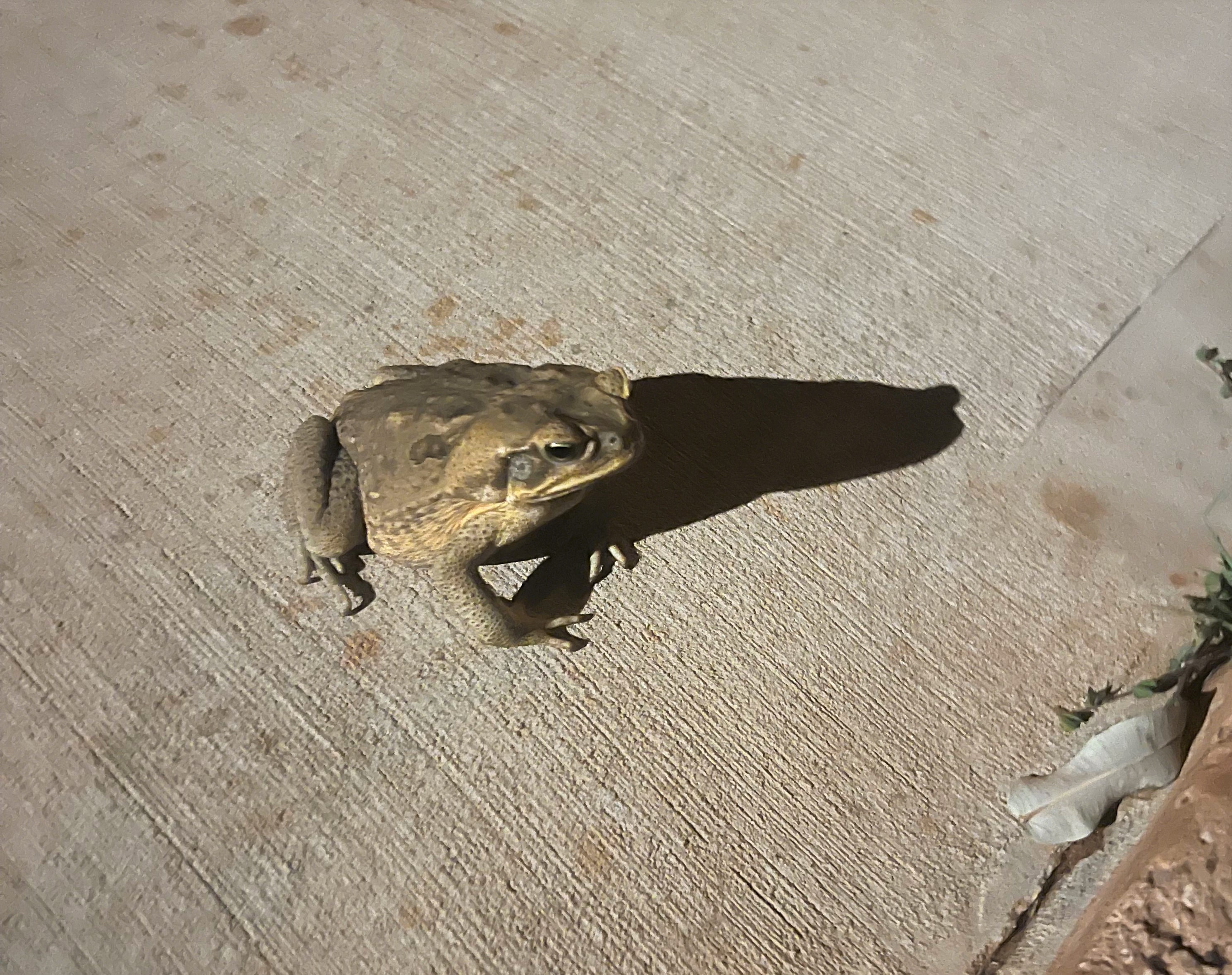Cane toad spotted on a footpath at the suburb of Cable Beach, in Broome. 