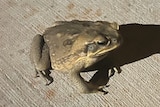 A greyish-green cane toad with with lumpy skin and black eyes sits on a concrete path.