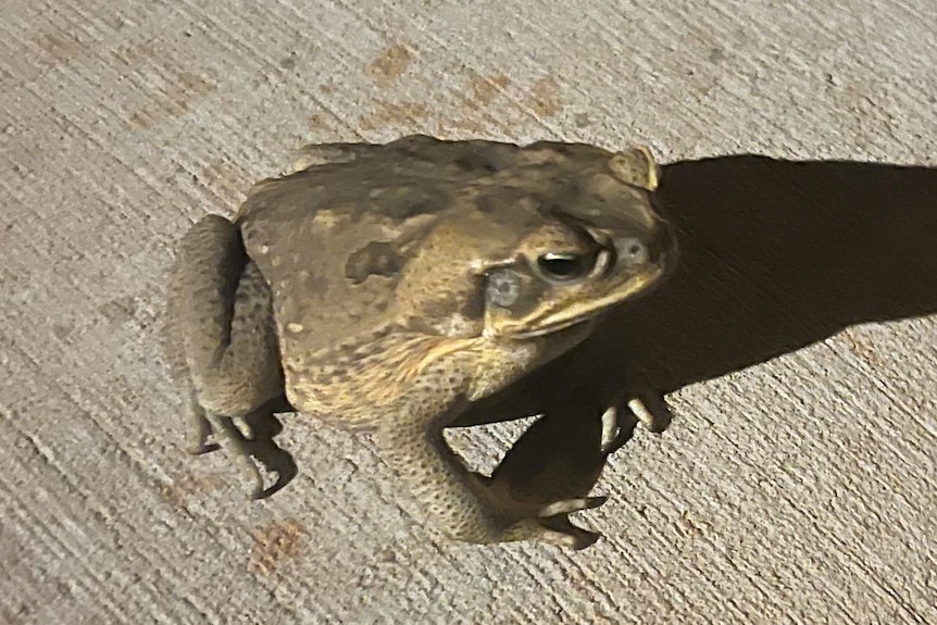 Cane toad spotted on a footpath at the suburb of Cable Beach, in Broome. 