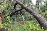 A man swings on a swingset pinned by a fallen tree in Darwin after Cyclone Marcus.