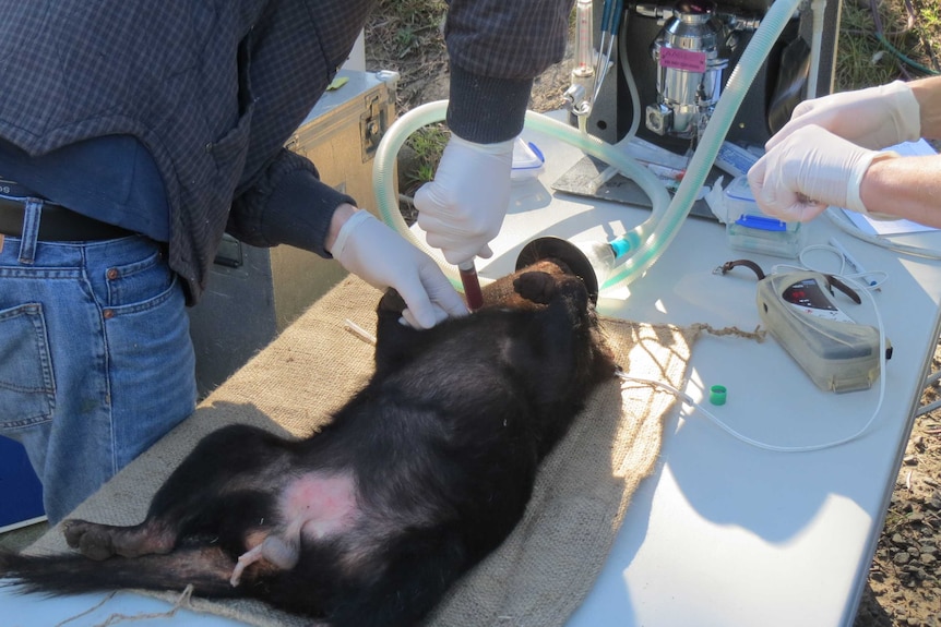 Researchers work on a sedated devil.