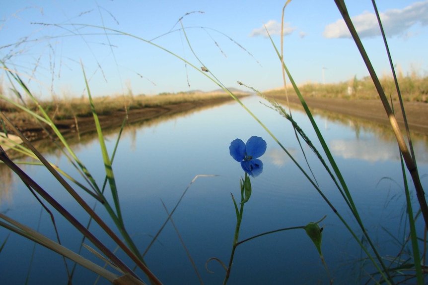 The Ord's main irrigation channel, which brings water to within about five kilometres of the WA/NT border.