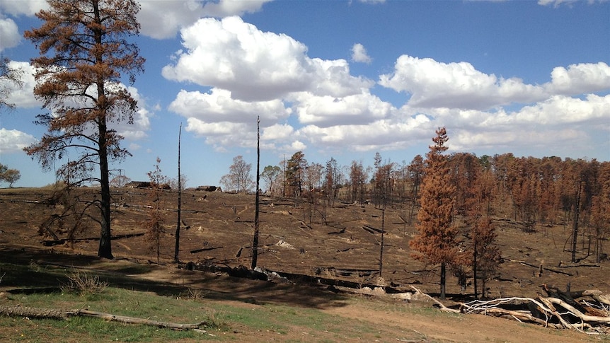 Charred bundaleer forest