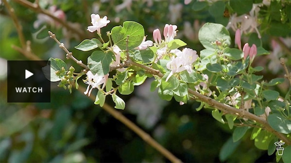Honeysuckle branch covered in light-pink flowers. Has Video.