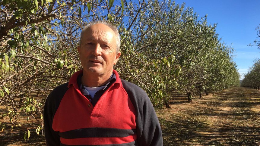 Dennis Dinicola in front of almond trees
