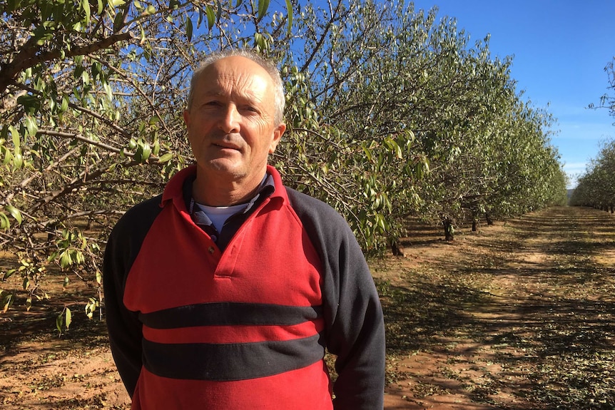 Dennis Dinicola in front of almond trees