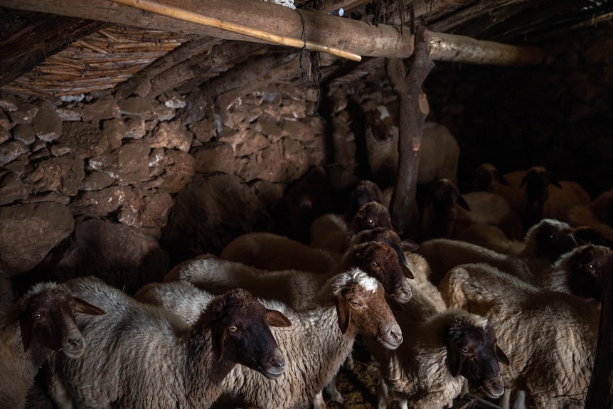 Sheep huddled together in a stone barn.