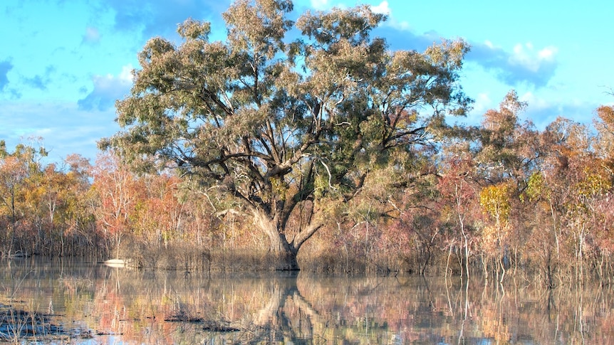 Tree with green leaves standing in a full lake with its foliage reflected in the water and smaller trees behind.