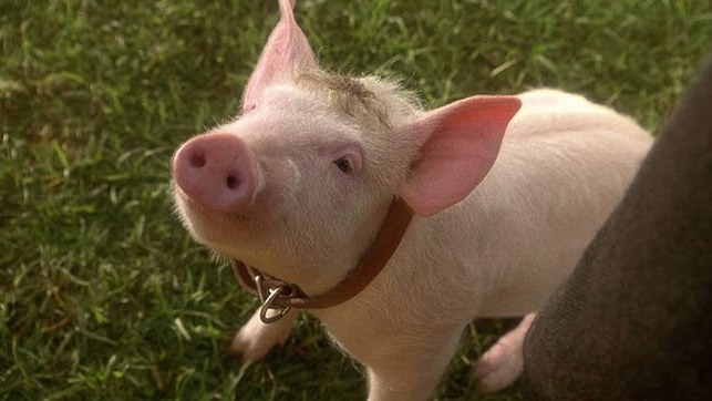 A cure little pig wearing a collar looks up plaintively