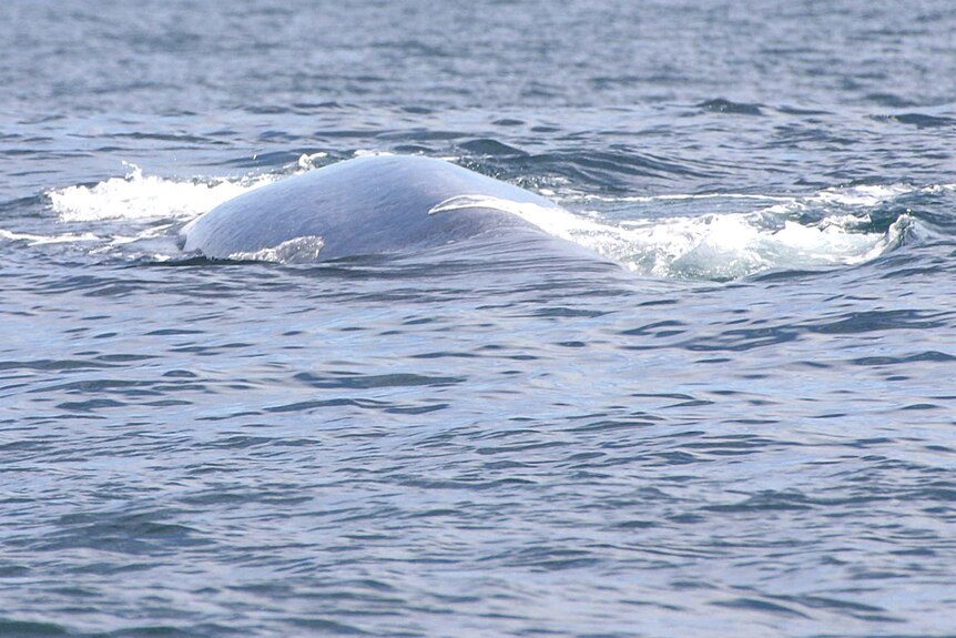 A whale is breaching the ocean's surface.