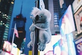 A koala on a pole in front of bright lights