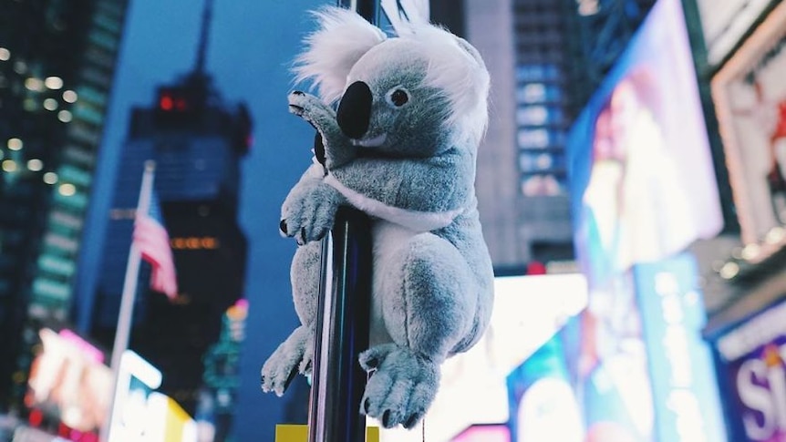 Koalas of NYC campaign raises $22k by placing stuffed plush toys in iconic  London and New York locations - ABC News