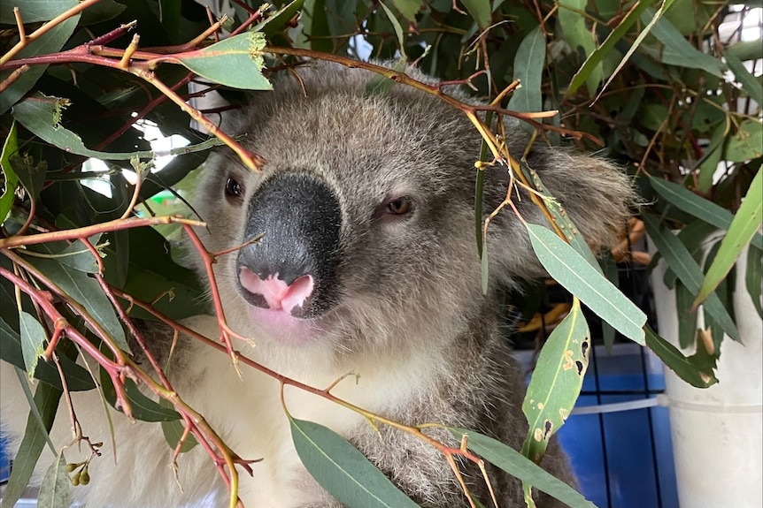 Injured koala amongs gum leaves