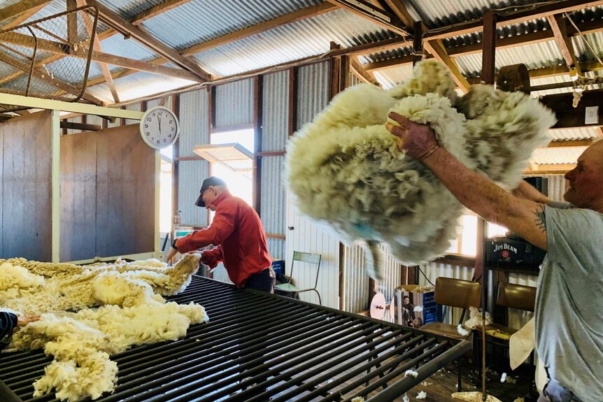 Two men working at the classing table, one with wool fleece mid air