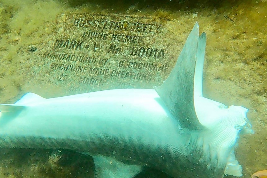 A close up image of the decapitated tiger shark in front of the underwater helmet sculpture.