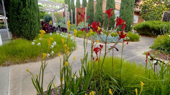 Garden beds with paved walkways. Red and yellow kangaroo paws in foreground