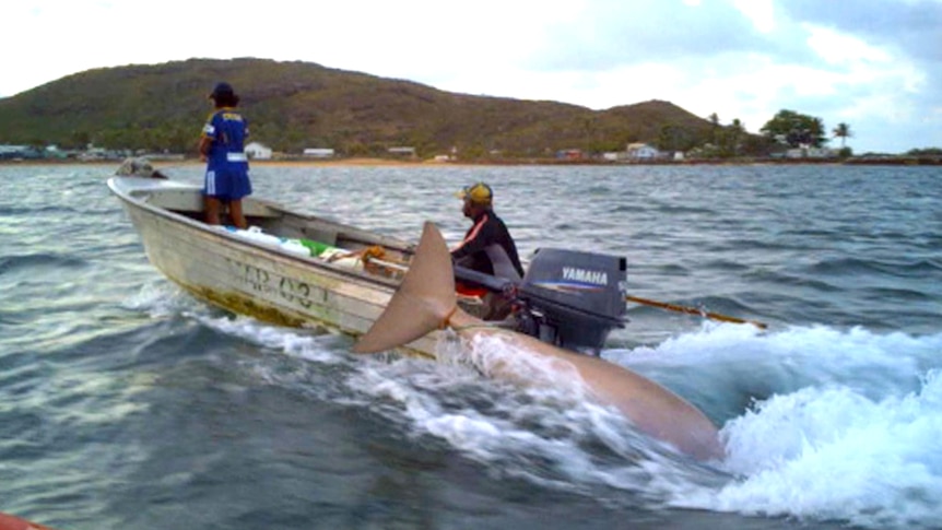 Dugong slaughtered in Torres Strait