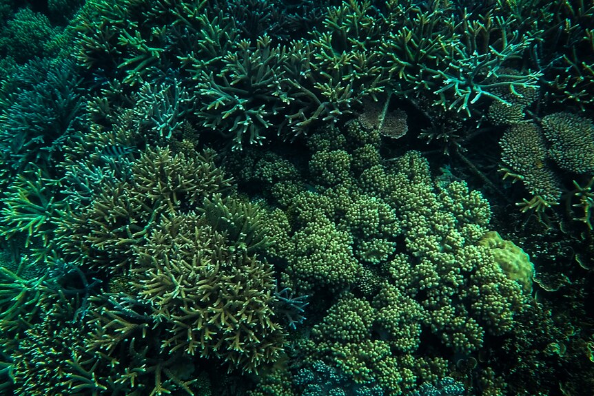 Healthy coral reef.