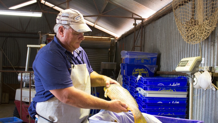 Garry Warrick stands in a shed packing fish into blue insulated crates.