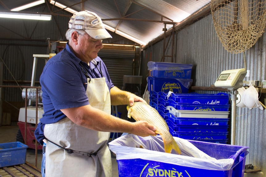 Garry Warrick stands in a shed packing fish into blue insulated crates.