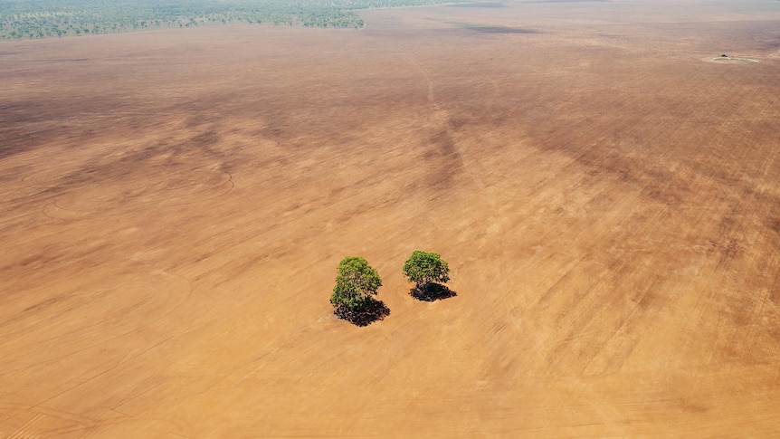 Cleared land with two lone trees in the middle.