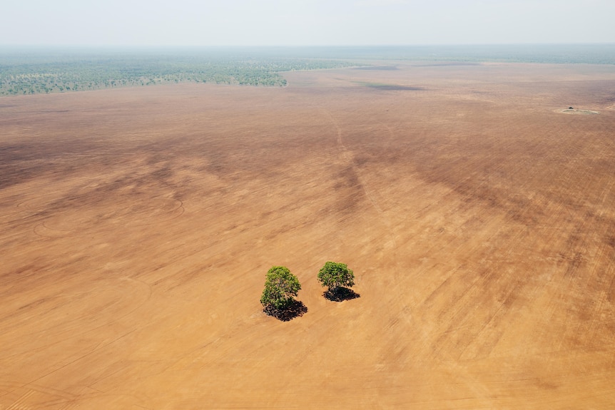 Cleared land with two lone trees in the middle.