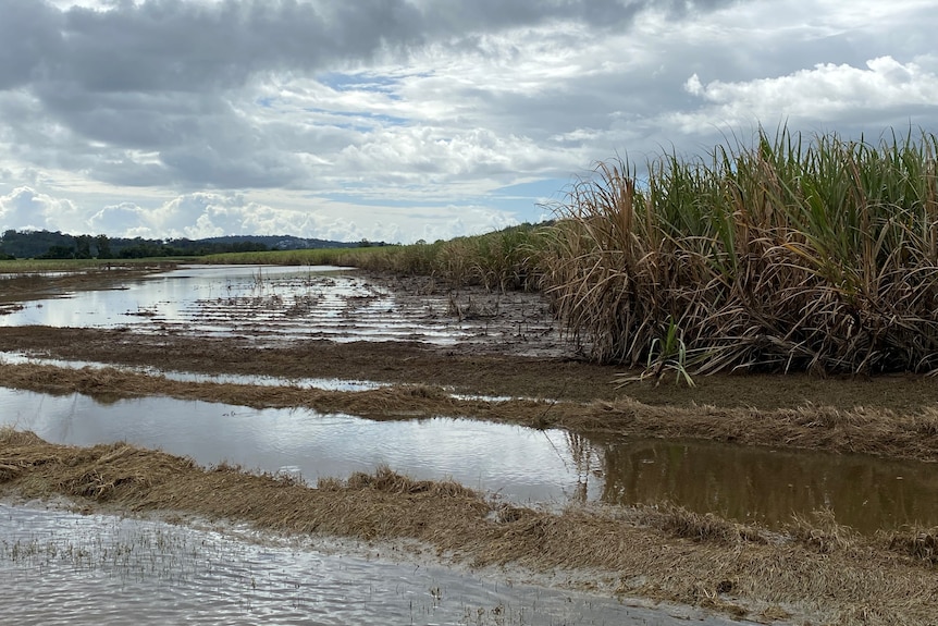 Cane crops surrounded by floodwater under a cloudy sky.