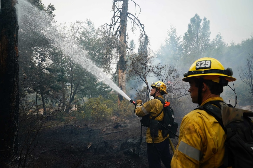 Two firefighters dressed in yellow suits spray a hose on a charred tree.