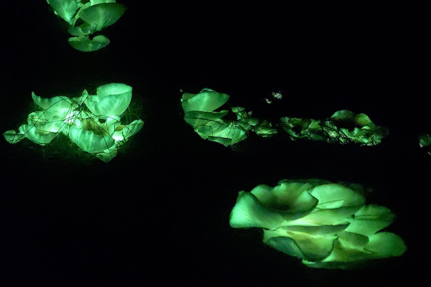 Five large luminescent green mushrooms against a black backdrop.