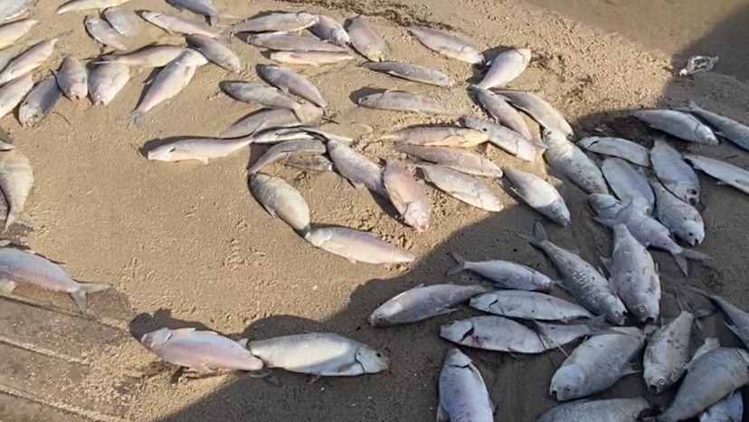 Taiko mave gås Kan ikke lide Riverland council calls for state government support to clean up dead fish  and 'pungent odour' - ABC News