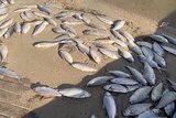A number of dead silver fish lay on a sandy bank. 