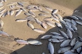 A number of dead silver fish lay on a sandy bank. 