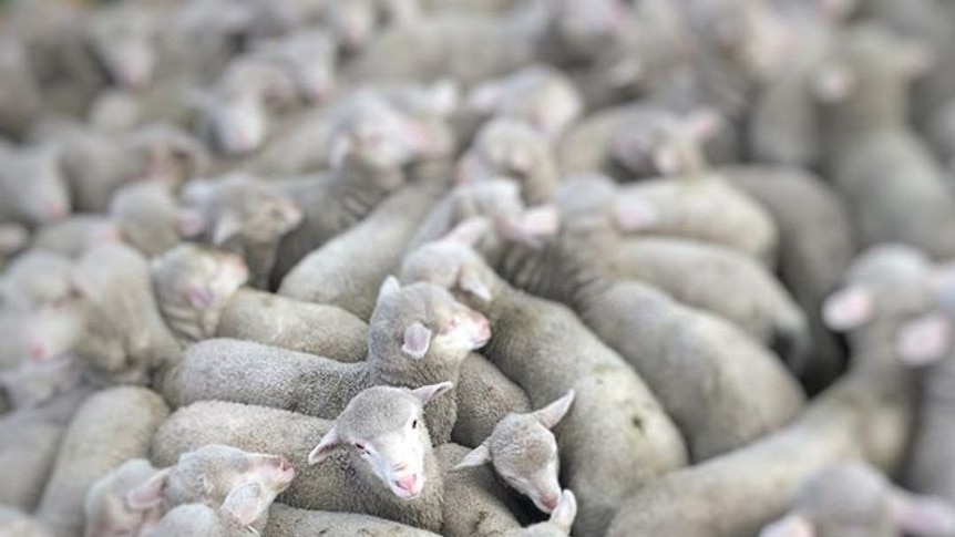 Many sheep corralled with one looking up at the camera.